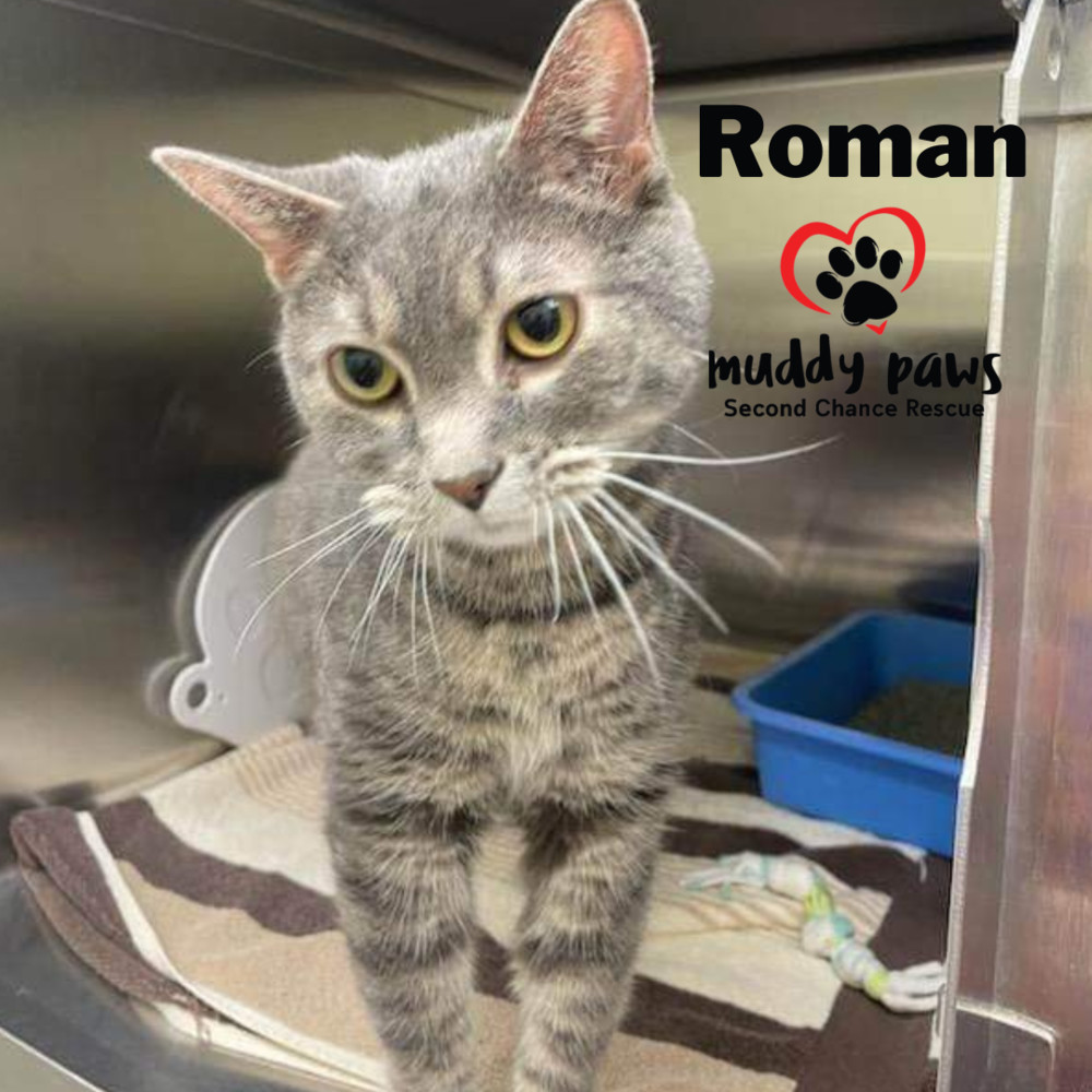 Roman, an adoptable Domestic Short Hair in Council Bluffs, IA, 51503 | Photo Image 1