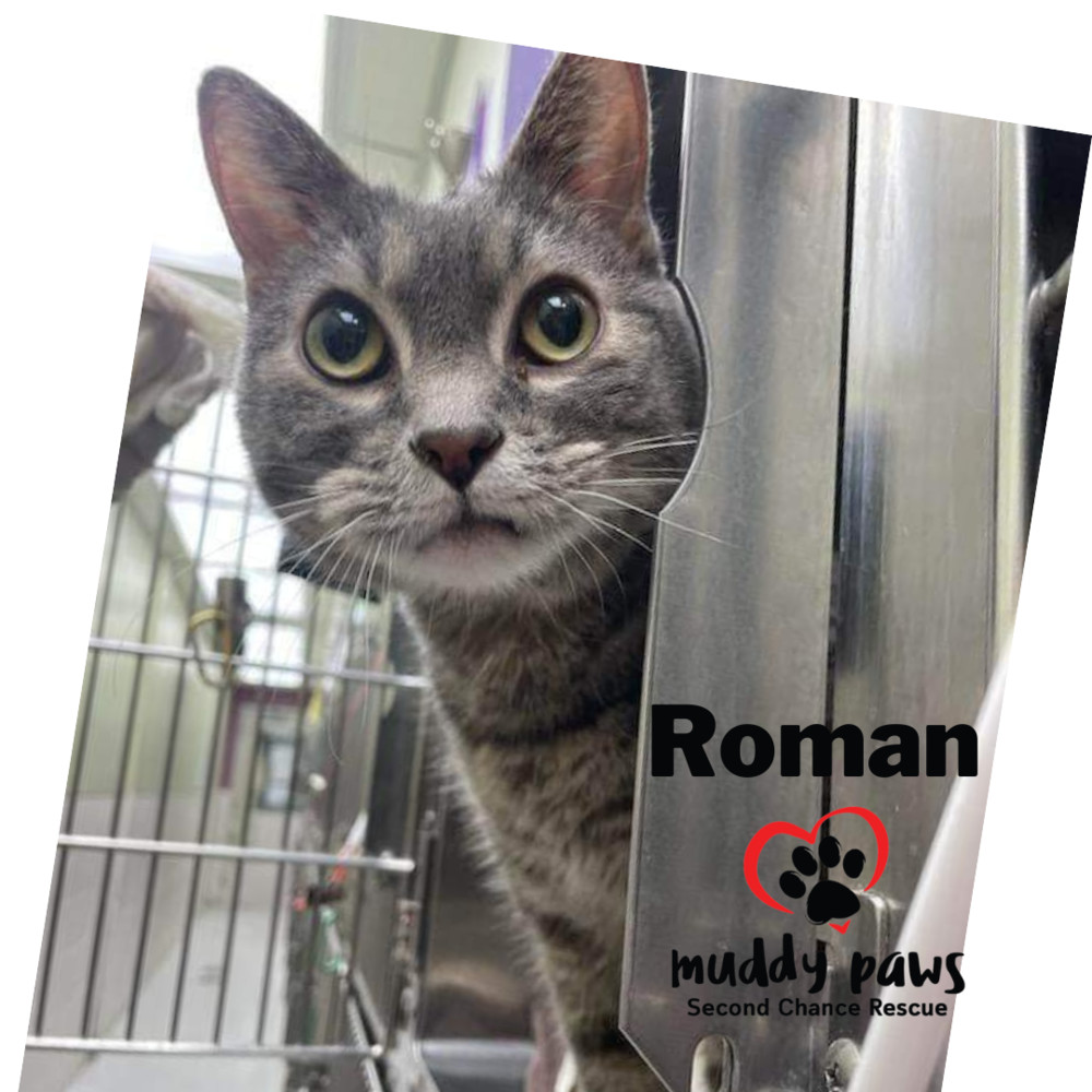 Roman, an adoptable Domestic Short Hair in Council Bluffs, IA, 51503 | Photo Image 1