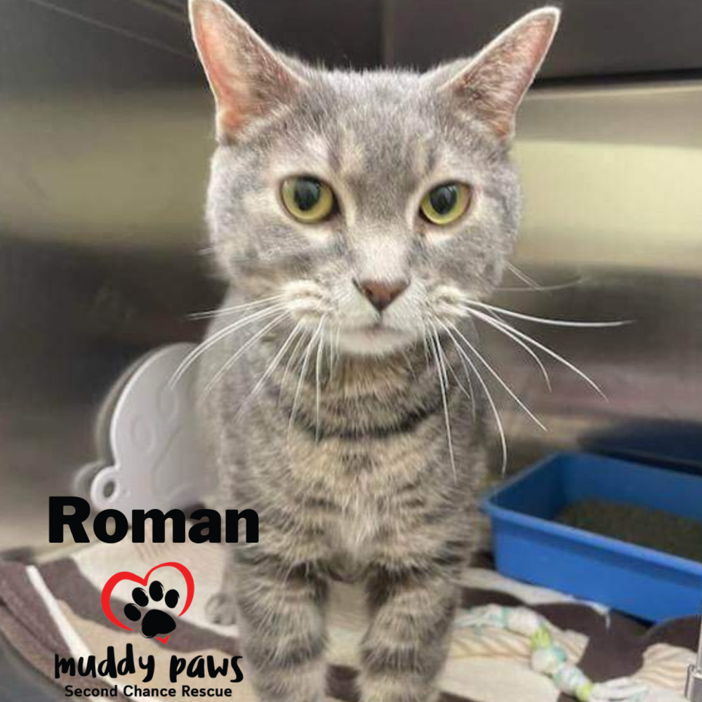 Roman, an adoptable Domestic Short Hair in Council Bluffs, IA, 51503 | Photo Image 3