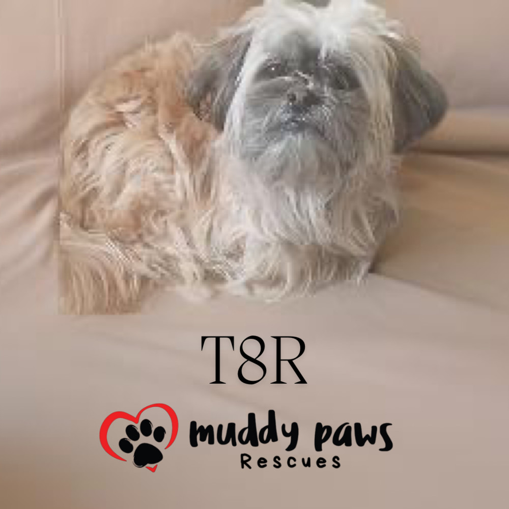 T8R (pronounced Tater), an adoptable Yorkshire Terrier, Maltese in Council Bluffs, IA, 51503 | Photo Image 2