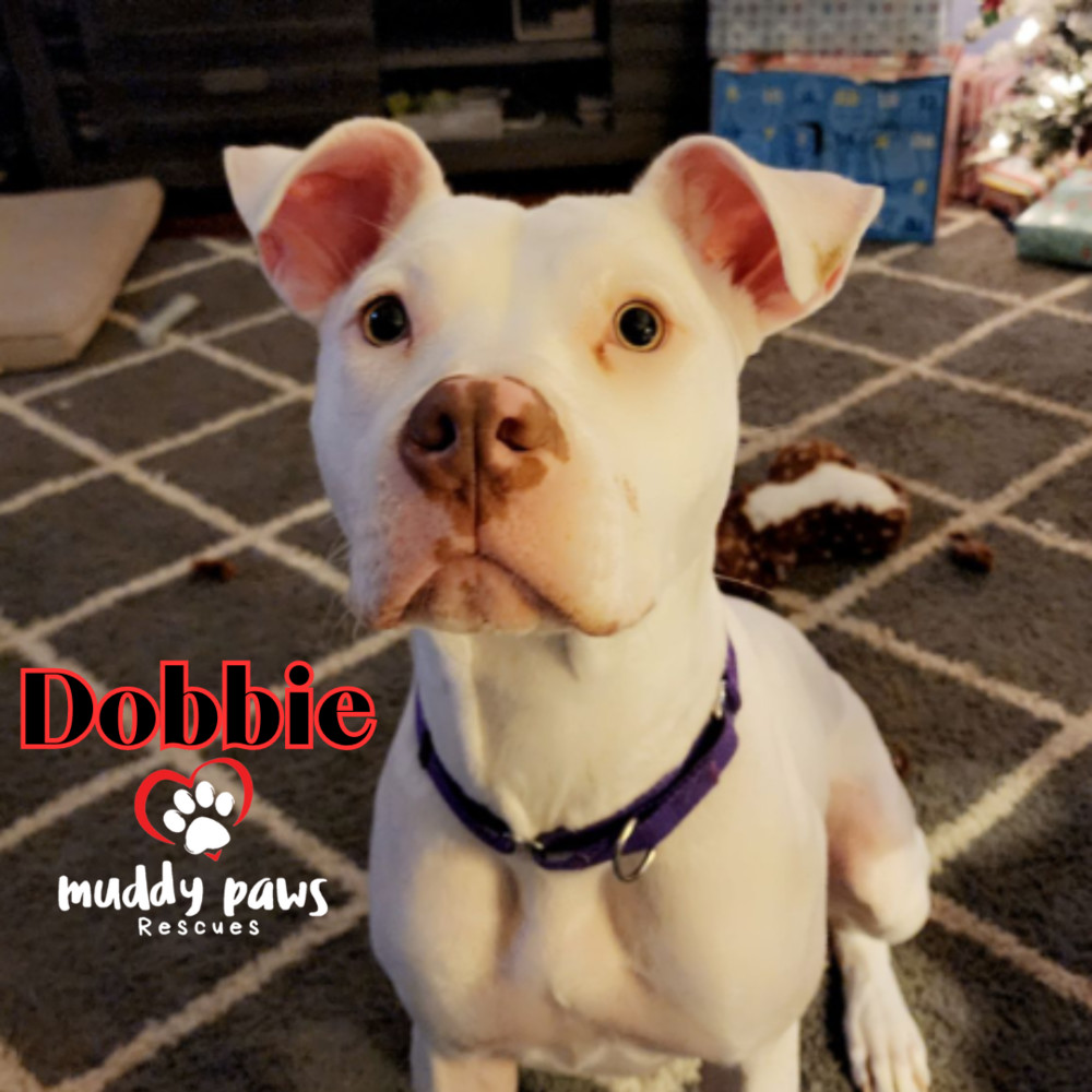 Dobbie