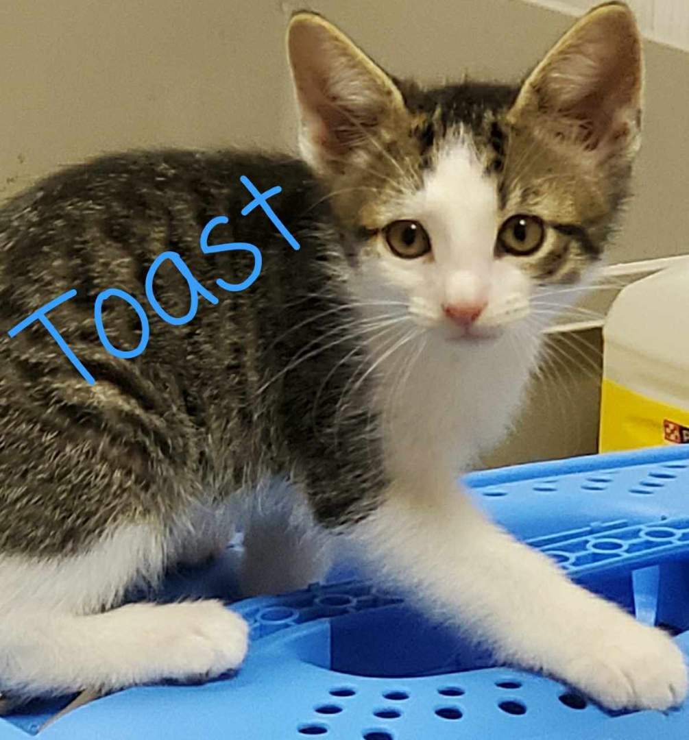 Pet Image