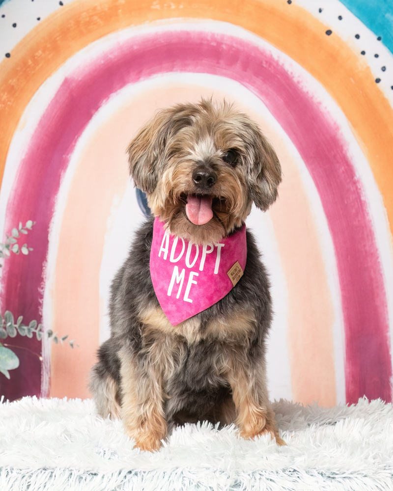 Wanda, an adoptable Yorkshire Terrier, Poodle in Frisco, TX, 75033 | Photo Image 1