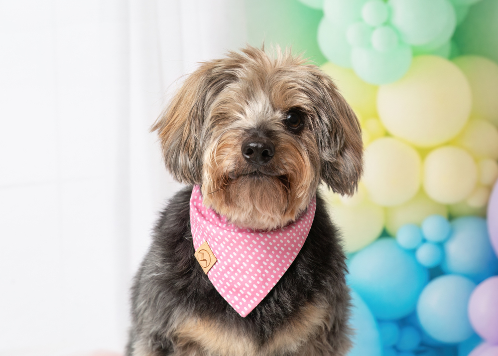 Wanda, an adoptable Yorkshire Terrier, Poodle in Frisco, TX, 75033 | Photo Image 2