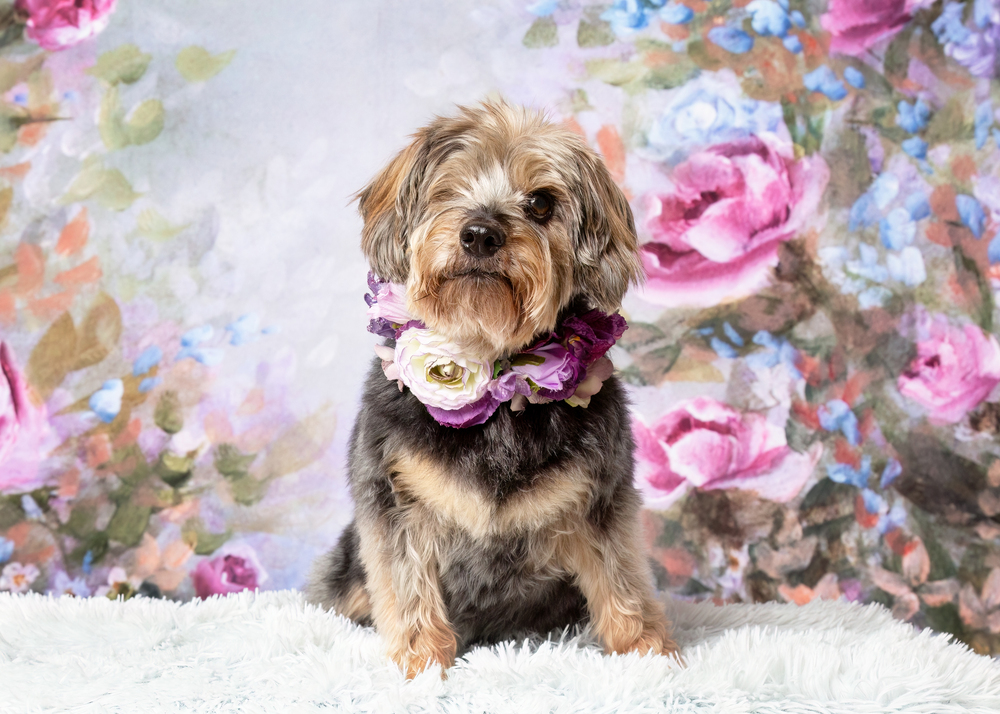 Wanda, an adoptable Yorkshire Terrier, Poodle in Frisco, TX, 75033 | Photo Image 3