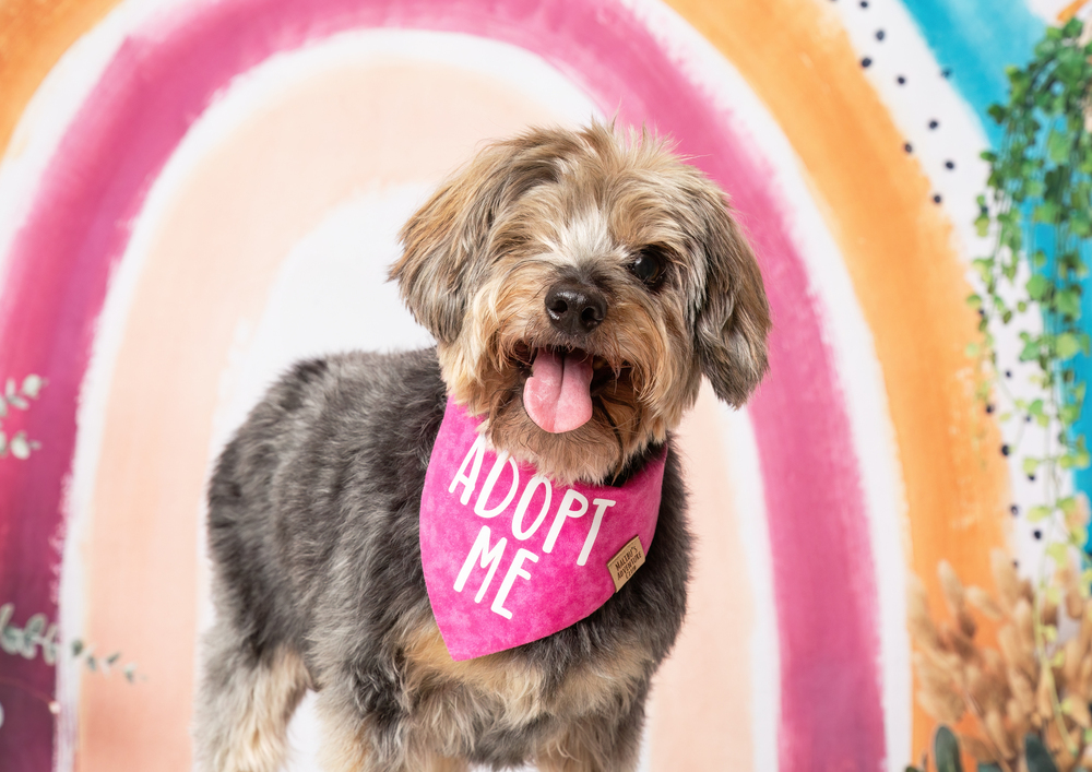 Wanda, an adoptable Yorkshire Terrier, Poodle in Frisco, TX, 75033 | Photo Image 5