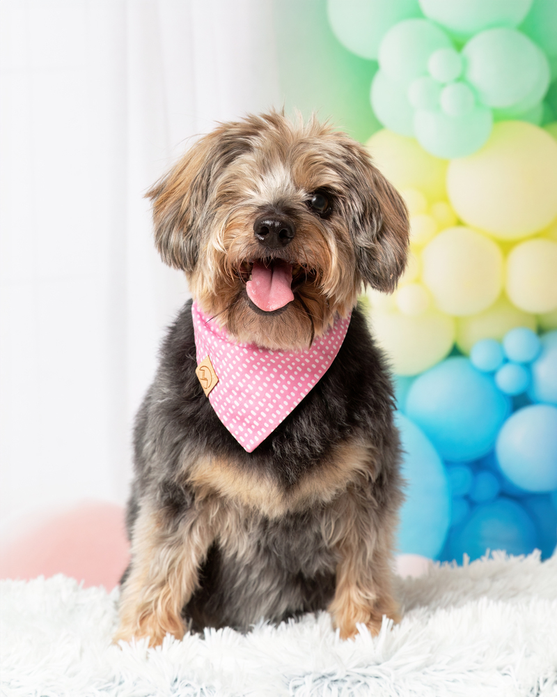 Wanda, an adoptable Yorkshire Terrier, Poodle in Frisco, TX, 75033 | Photo Image 6