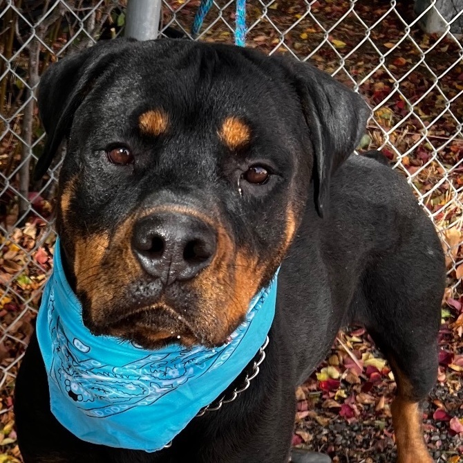 Petfinder rottweiler best sale