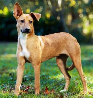 SERENE SANDY, Young Female Shepherd