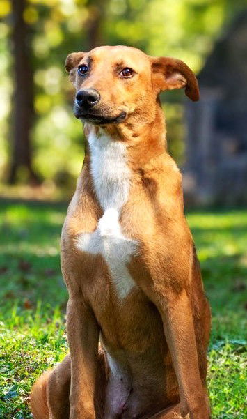 SERENE SANDY, an adoptable Shepherd in Franklin, TN, 37069 | Photo Image 2