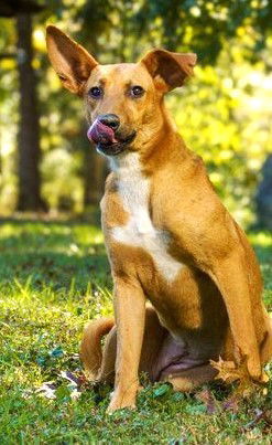 SERENE SANDY, an adoptable Shepherd in Franklin, TN, 37069 | Photo Image 3