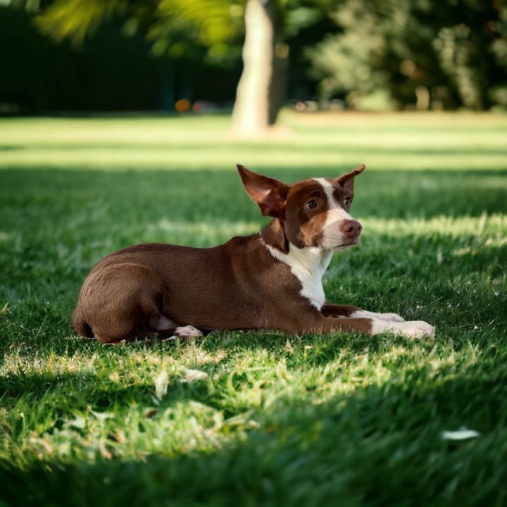 Twinkie, an adoptable Terrier in Williston, VT, 05495 | Photo Image 4