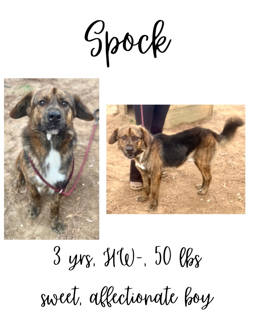 Spock, an adoptable Mixed Breed in Albany, GA, 31706 | Photo Image 1