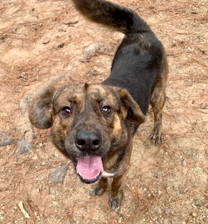 Spock, an adoptable Mixed Breed in Albany, GA, 31706 | Photo Image 2
