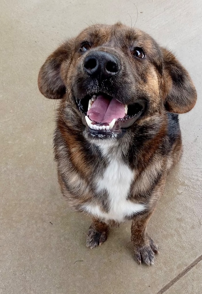 Spock, an adoptable Mixed Breed in Albany, GA, 31706 | Photo Image 3