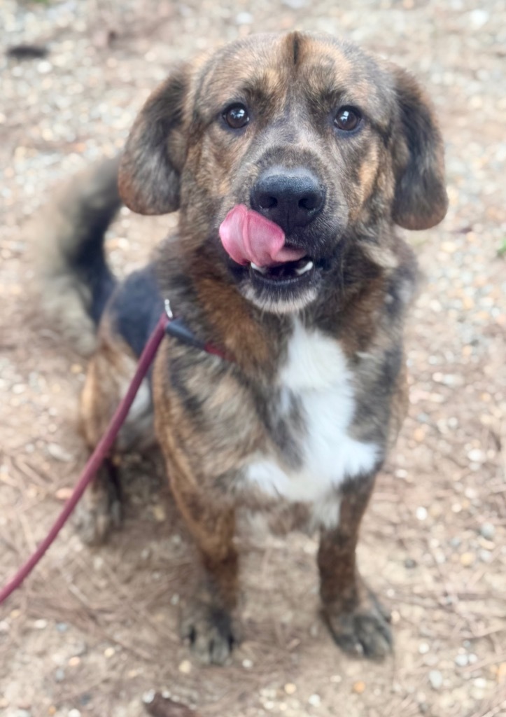 Spock, an adoptable Mixed Breed in Albany, GA, 31706 | Photo Image 4