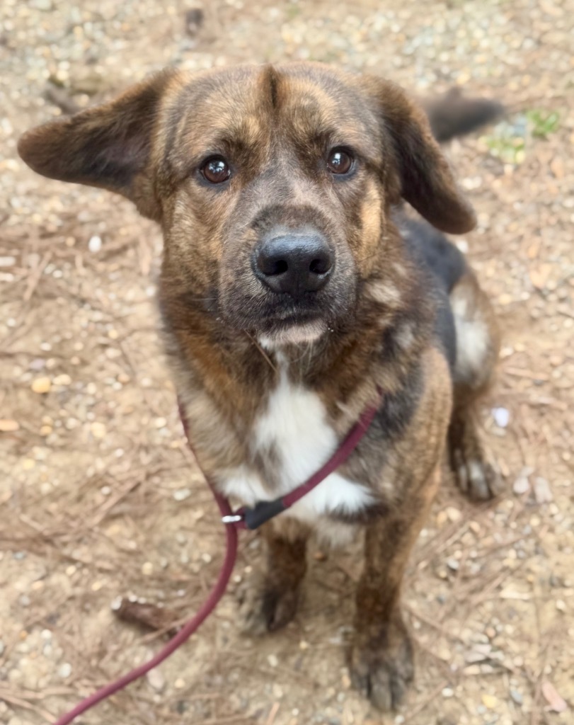 Spock, an adoptable Mixed Breed in Albany, GA, 31706 | Photo Image 5