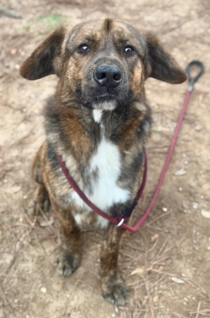 Spock, an adoptable Mixed Breed in Albany, GA, 31706 | Photo Image 6