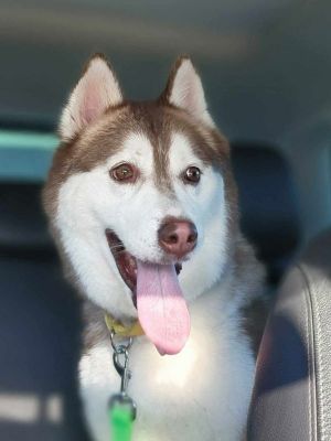 Ginger sales siberian husky