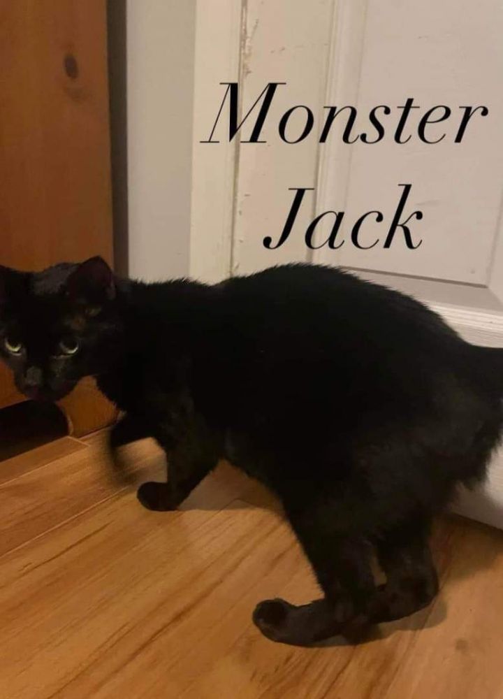 Monster Jack, an adoptable Domestic Short Hair Mix in Toast, NC_image-2