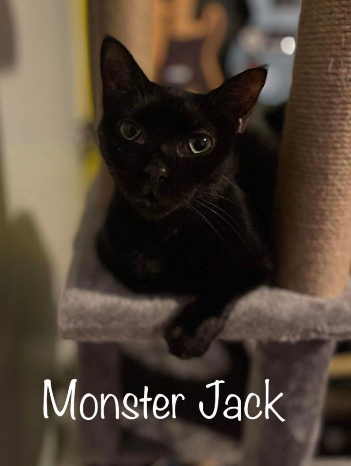 Monster Jack 1