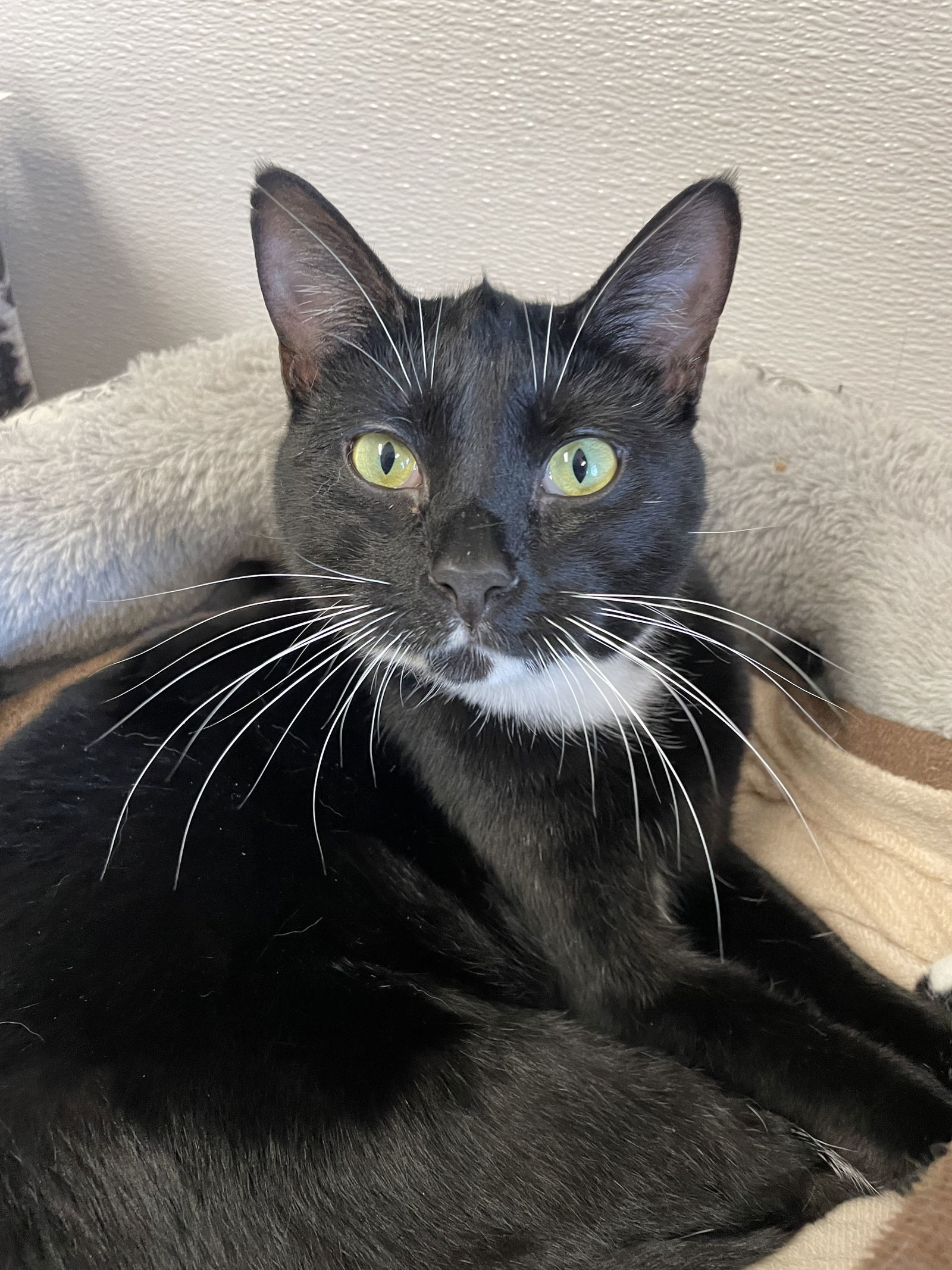 Paisley (Sassy and Playful) - $70, an adoptable Domestic Short Hair in Emmett, ID, 83617 | Photo Image 1