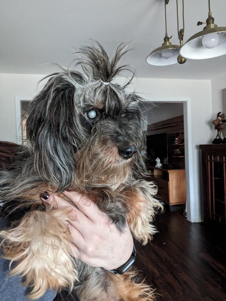 Mrs. Frizzle, an adoptable Schnauzer, Yorkshire Terrier in College Station, TX, 77845 | Photo Image 3