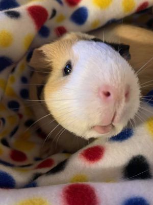 Peppa & Bean (guinea pigs)
