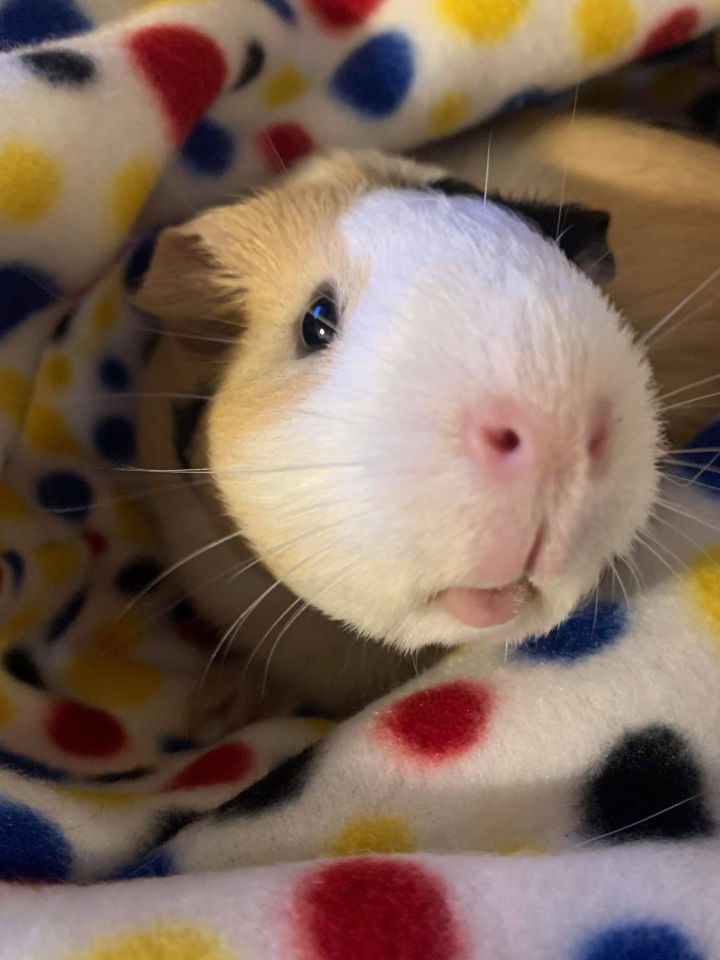 Peppa & Bean (guinea pigs) 1