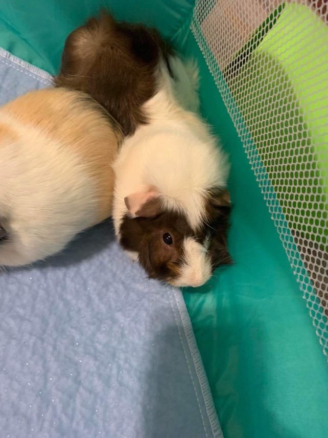 Peppa & Bean (guinea pigs) 2