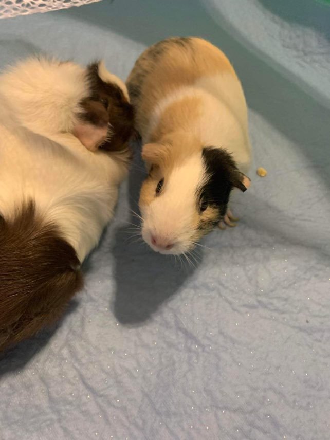 Peppa & Bean (guinea pigs)