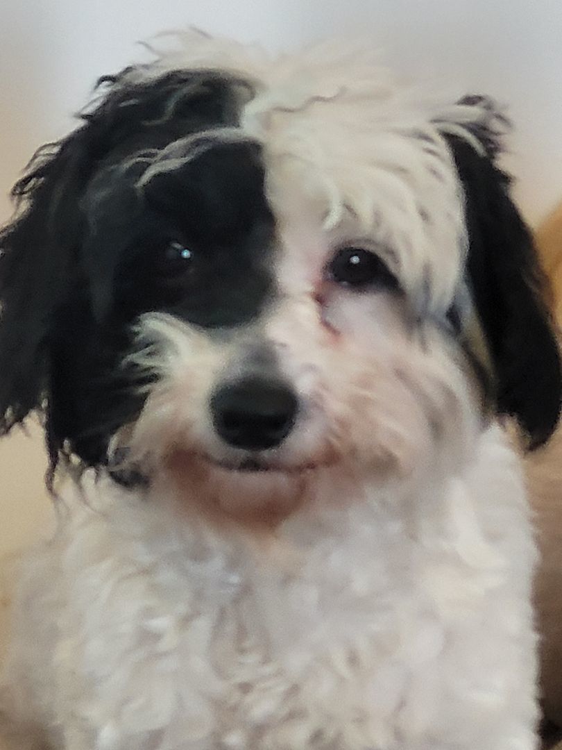 Crisco, an adoptable Havanese in Lacombe, AB, T4L 1X3 | Photo Image 3