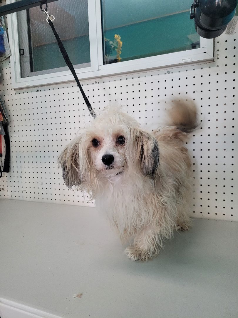 Divot - 3 LEGS & A HUGE HEART, an adoptable Havanese in Lacombe, AB, T4L 1X3 | Photo Image 5