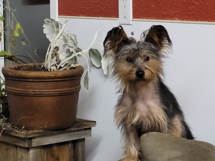 Chinese crested 2024 yorkshire terrier