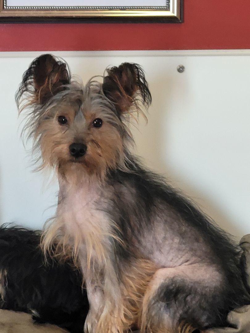 Brombie, an adoptable Chinese Crested Dog, Yorkshire Terrier in Lacombe, AB, T4L 1X3 | Photo Image 2