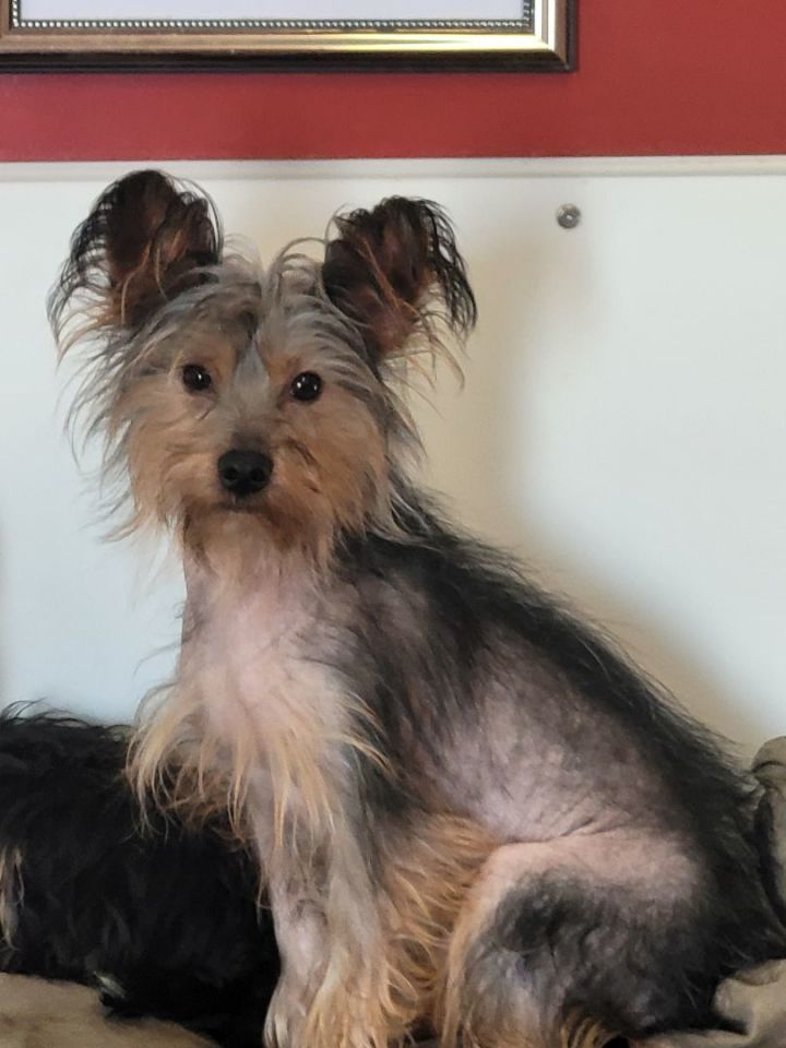 Chinese crested 2024 yorkie mix