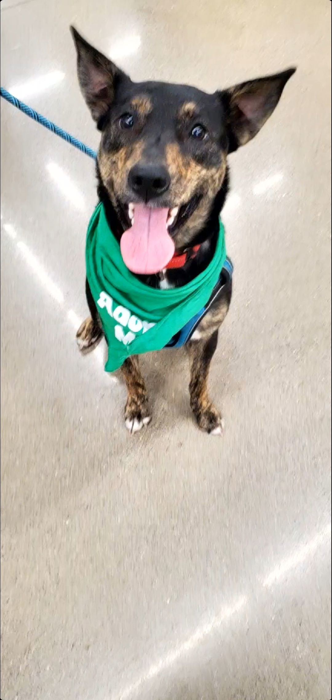 Meeko, an adoptable Australian Cattle Dog / Blue Heeler in Boston, KY, 40107 | Photo Image 1