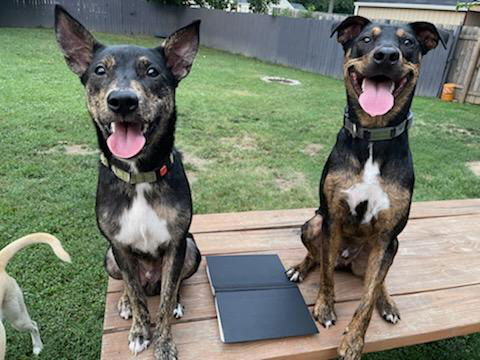 Meeko, an adoptable Australian Cattle Dog / Blue Heeler in Boston, KY, 40107 | Photo Image 2