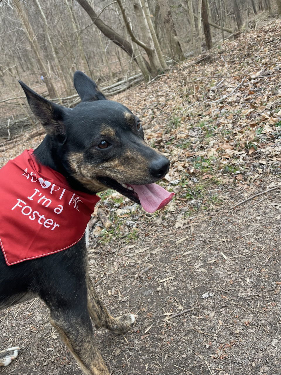 Meeko, an adoptable Australian Cattle Dog / Blue Heeler in Boston, KY, 40107 | Photo Image 3