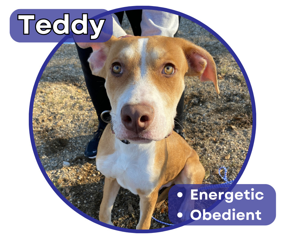 Teddy, an adoptable Pit Bull Terrier, Labrador Retriever in Glenwood, MN, 56334 | Photo Image 1