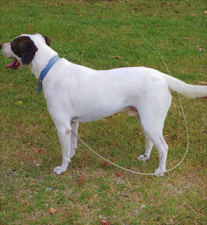 Texas walker hot sale hound