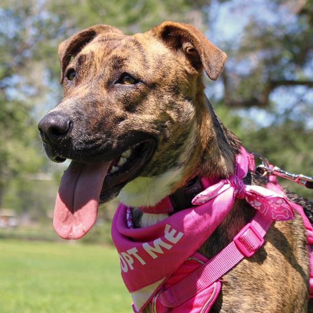 DAISY, an adoptable German Shepherd Dog, Pit Bull Terrier in Albuquerque, NM, 87105 | Photo Image 1