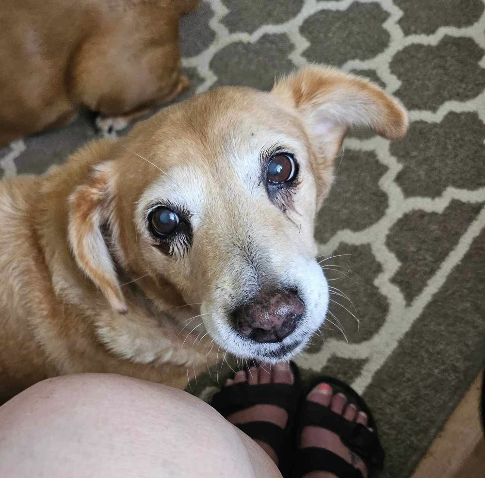 Amber, an adoptable Terrier in Aulac, NB, E4L 2X2 | Photo Image 2