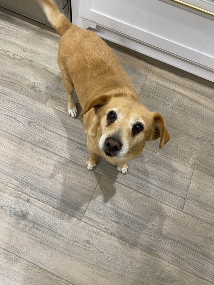 Amber, an adoptable Terrier in Aulac, NB, E4L 2X2 | Photo Image 4