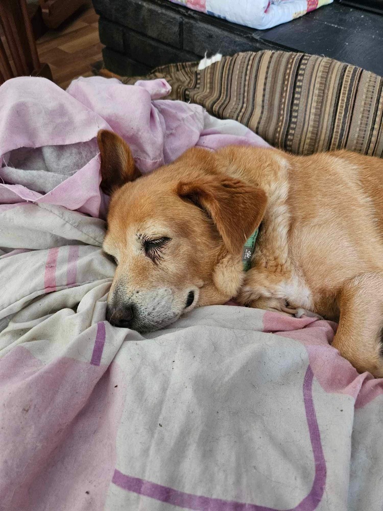 Amber, an adoptable Terrier in Aulac, NB, E4L 2X2 | Photo Image 5