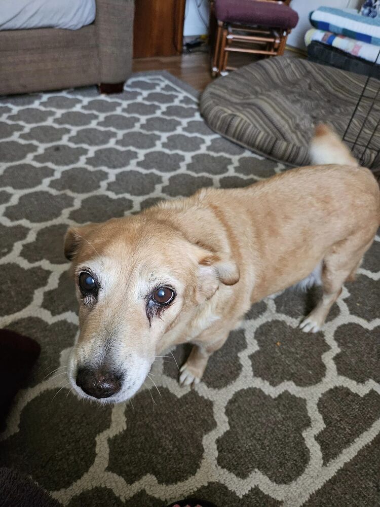 Amber, an adoptable Terrier in Aulac, NB, E4L 2X2 | Photo Image 6