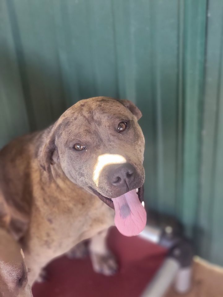 Shar pei catahoula store mix