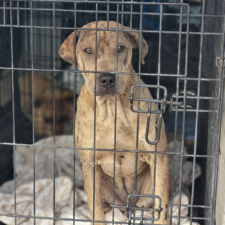 Shar pei catahoula store mix