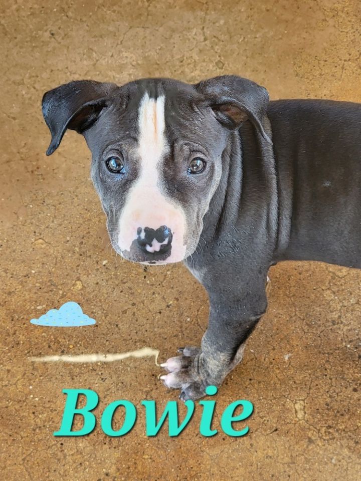 Bowie 4