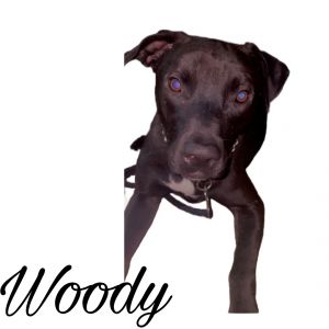 Woody Black Labrador Retriever Dog